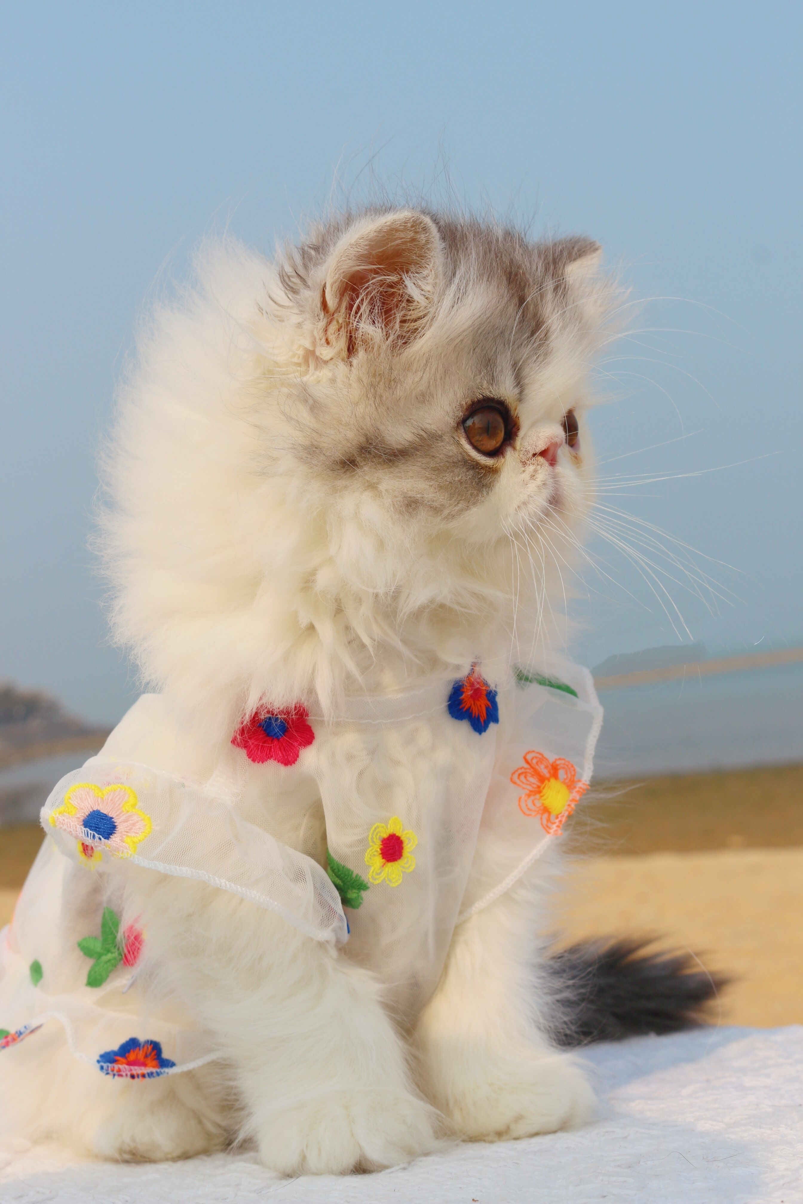 Embroidered Flower Cat Dress
