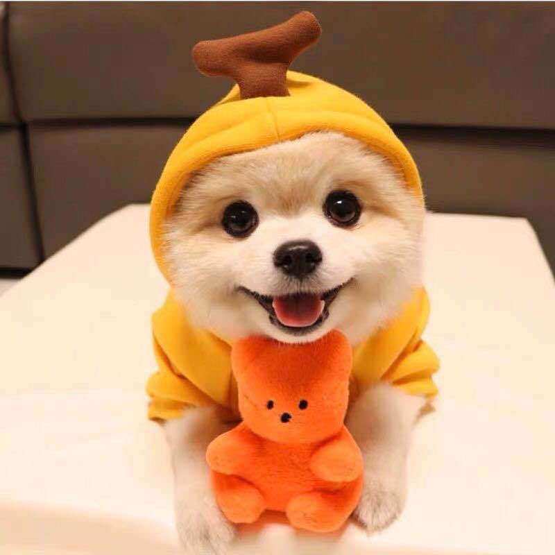Pet Fruit Hoodies