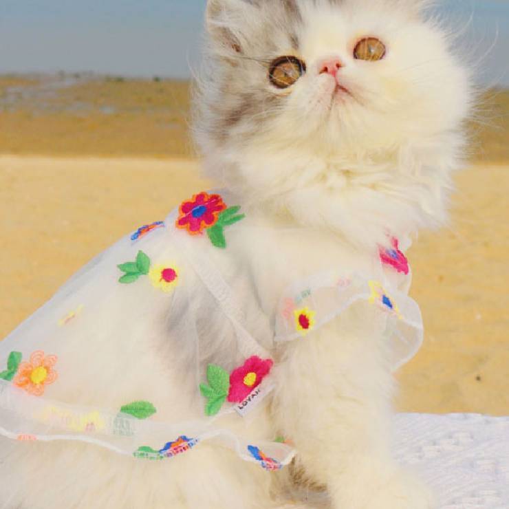 Embroidered Flower Cat Dress